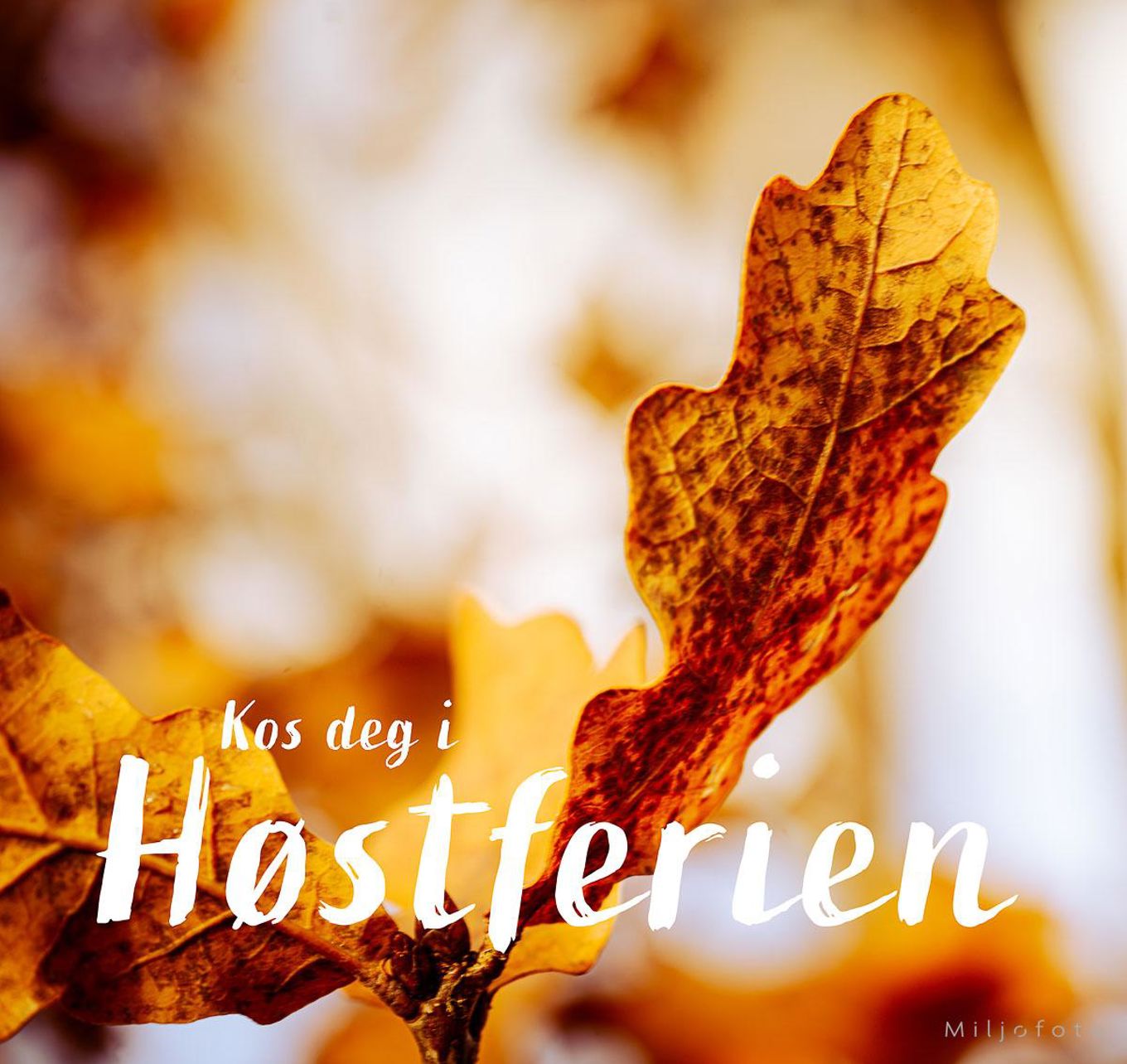 Et nærbilde av et høstfarget blad